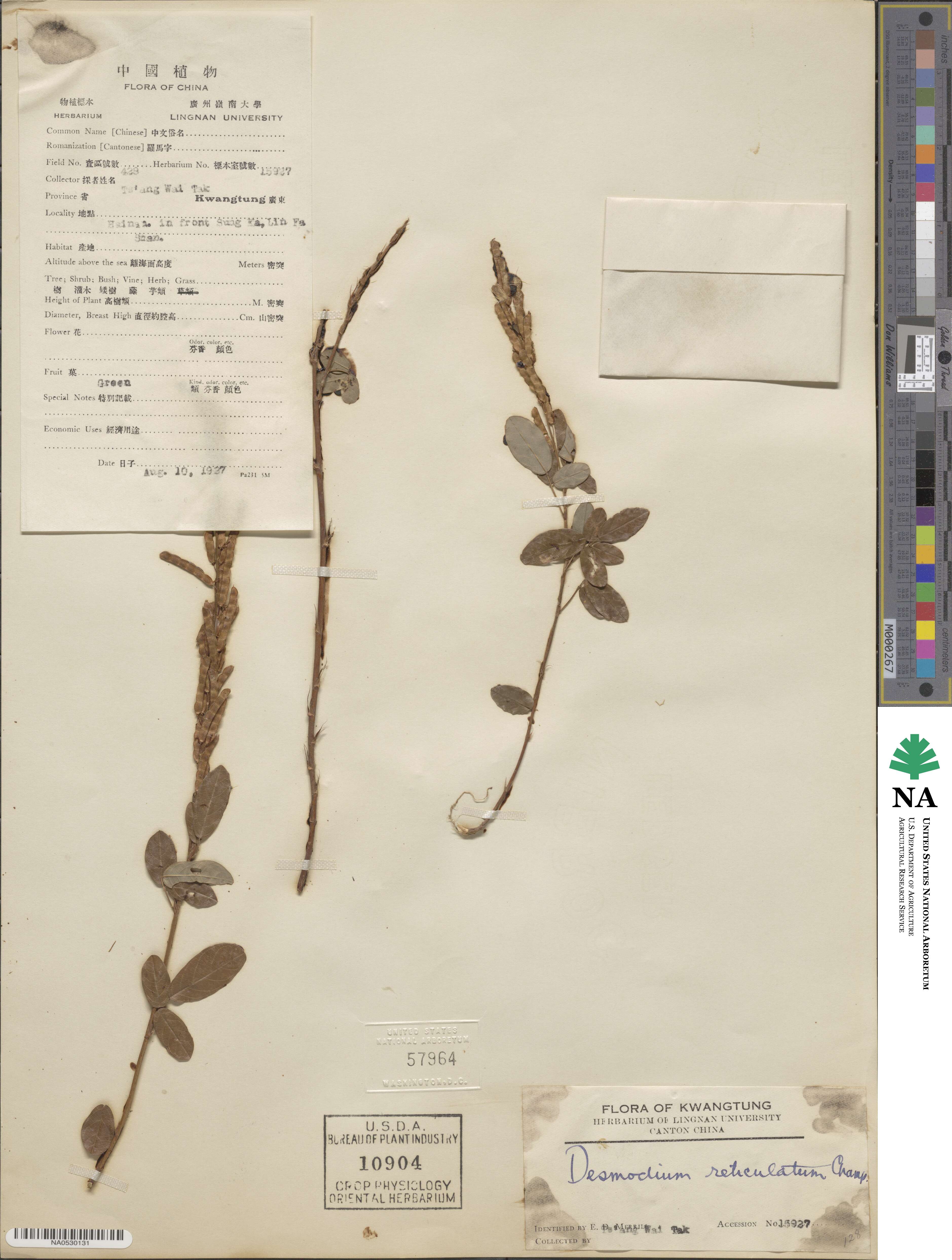 Grona reticulata image