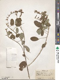 Uraria rufescens image