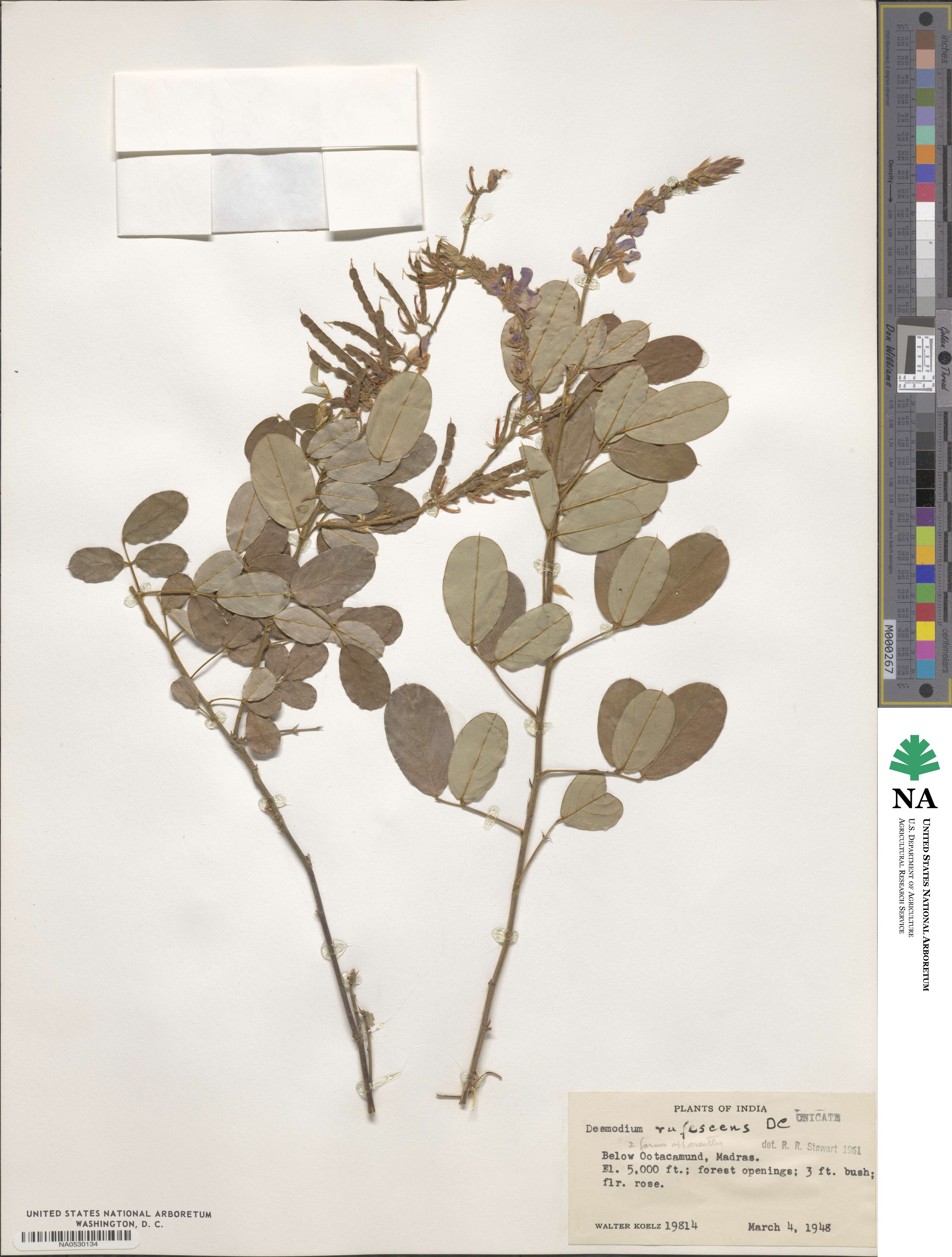 Uraria rufescens image