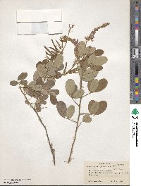 Uraria rufescens image