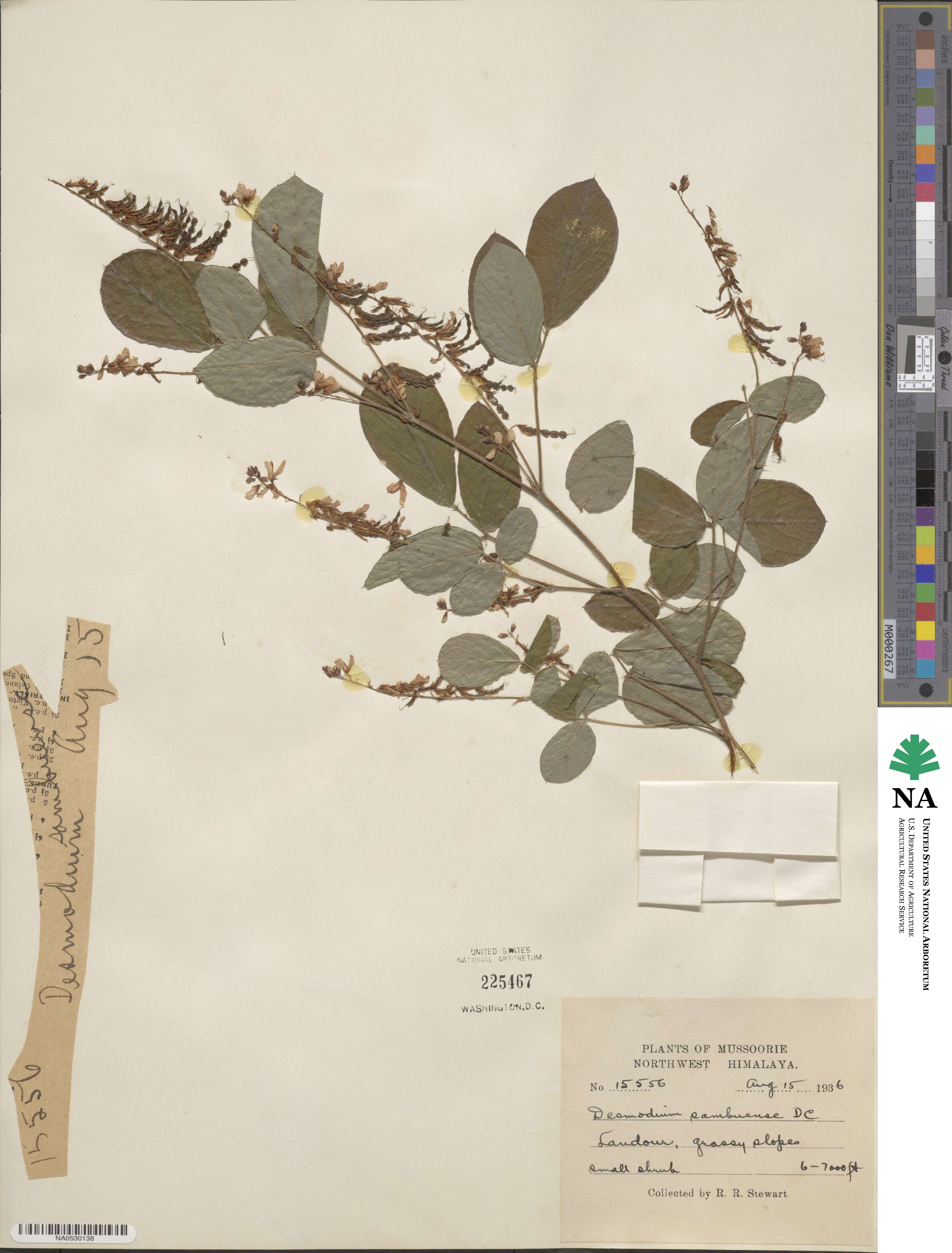 Ototropis multiflora image