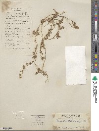 Desmodium triflorum image