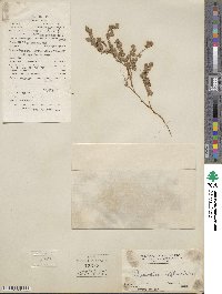 Desmodium triflorum image