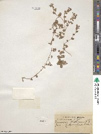 Desmodium triflorum image