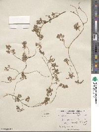 Desmodium triflorum image