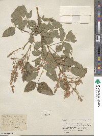 Desmodium triflorum image