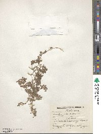 Desmodium triflorum image