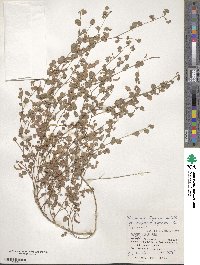 Desmodium triflorum image