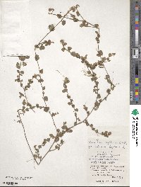 Desmodium triflorum image