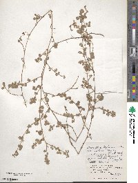 Desmodium triflorum image