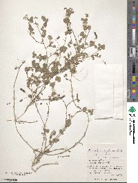 Desmodium triflorum image