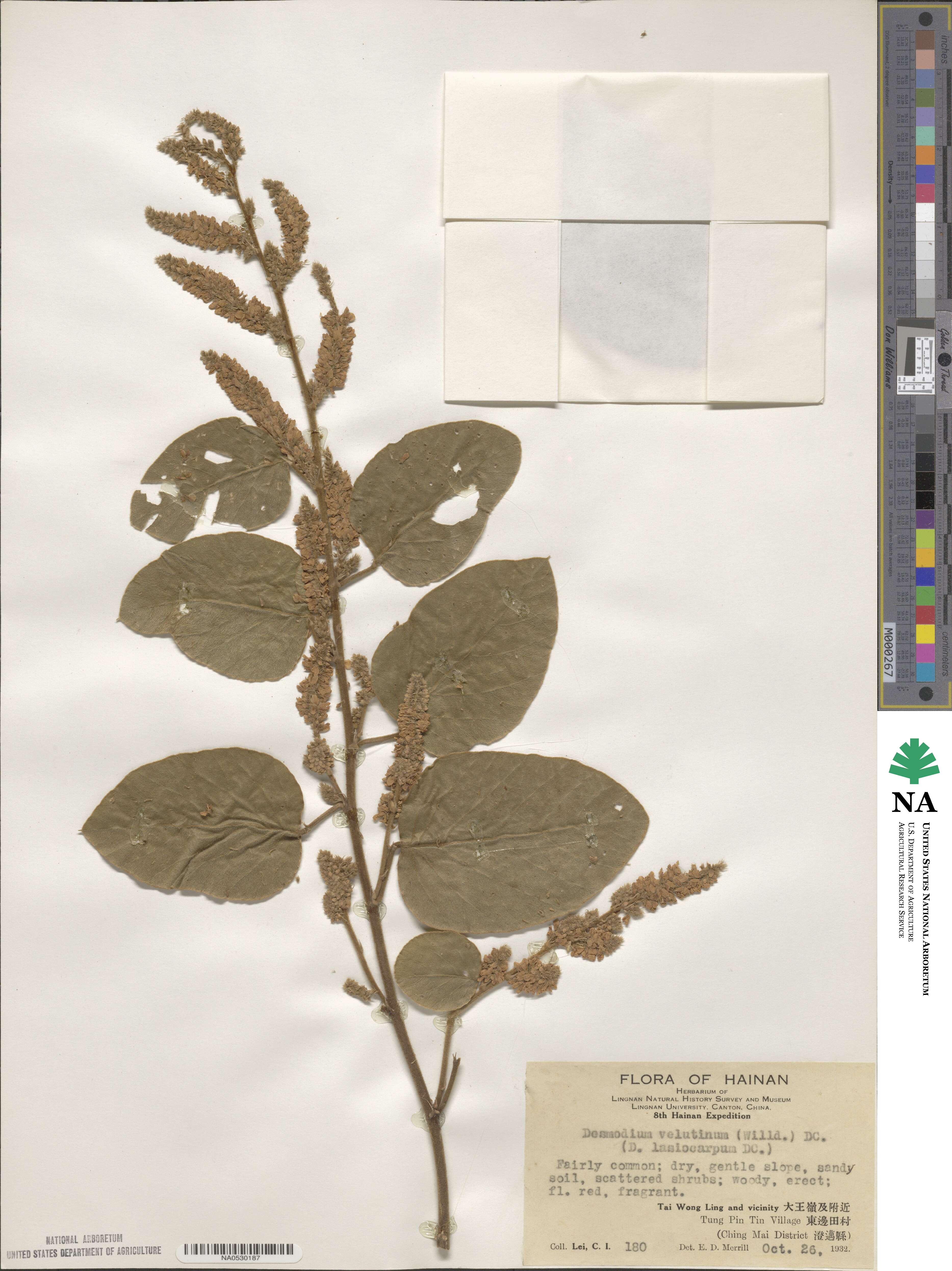 Polhillides velutina image