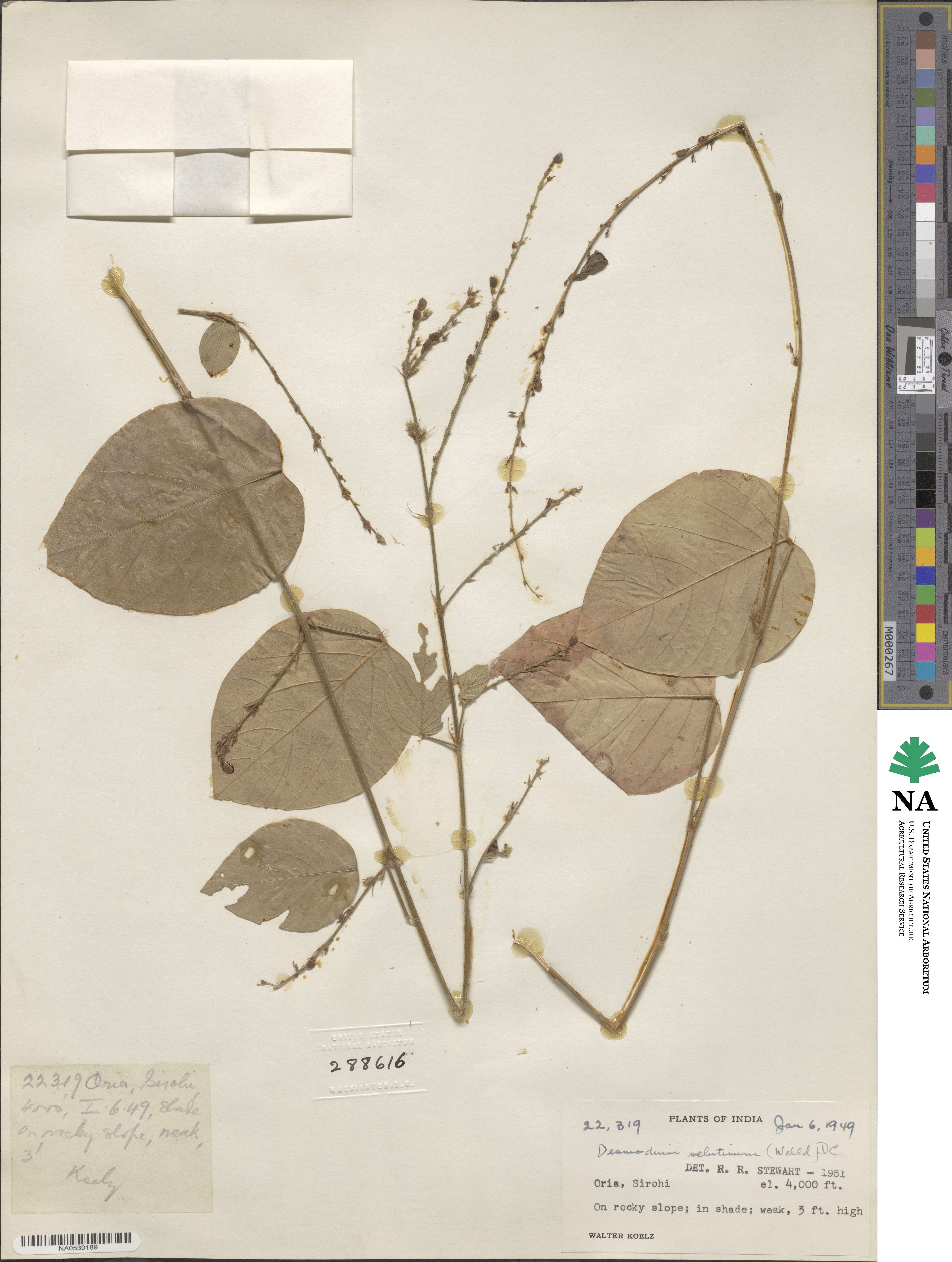 Polhillides velutina image