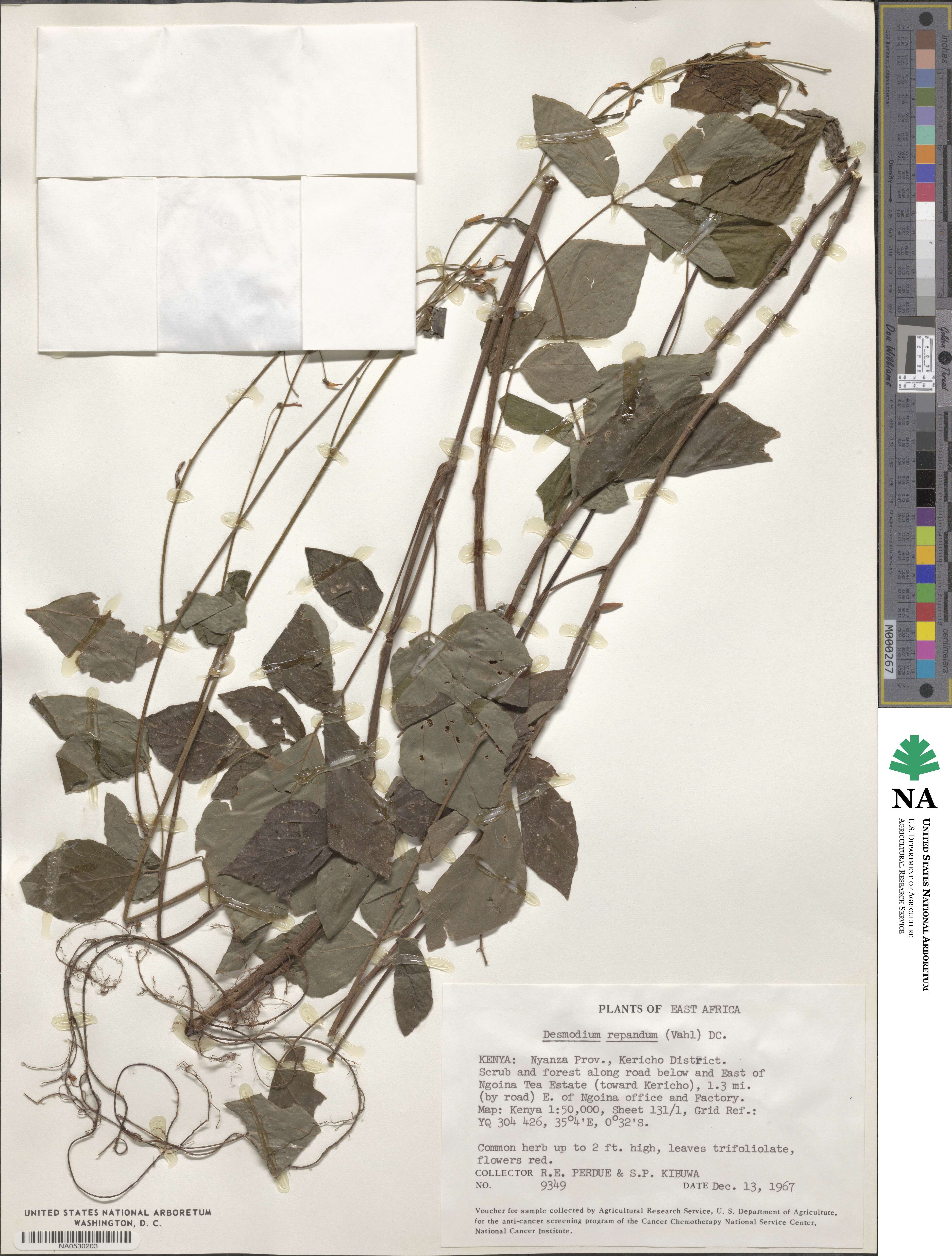 Hylodesmum repandum image