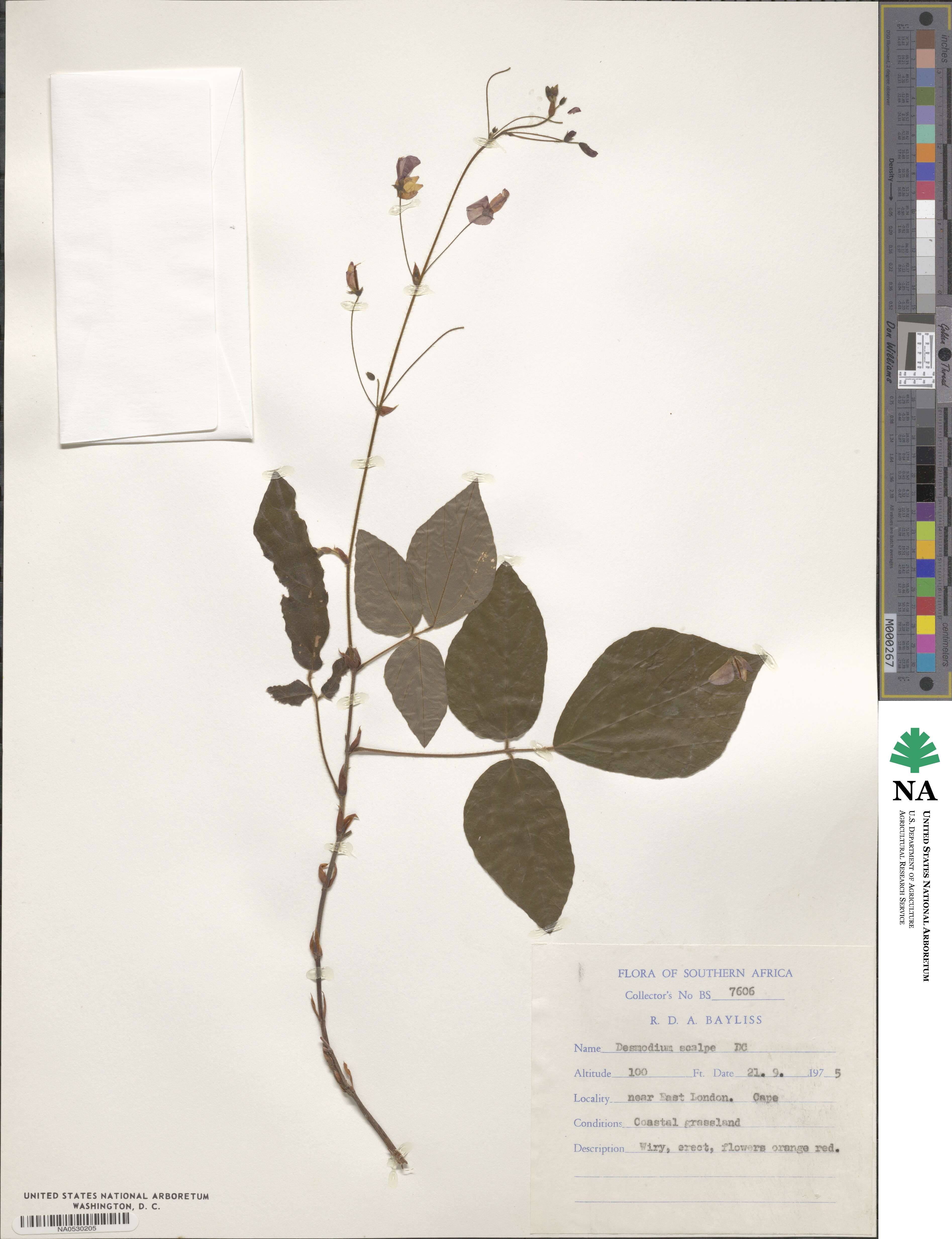 Hylodesmum repandum image