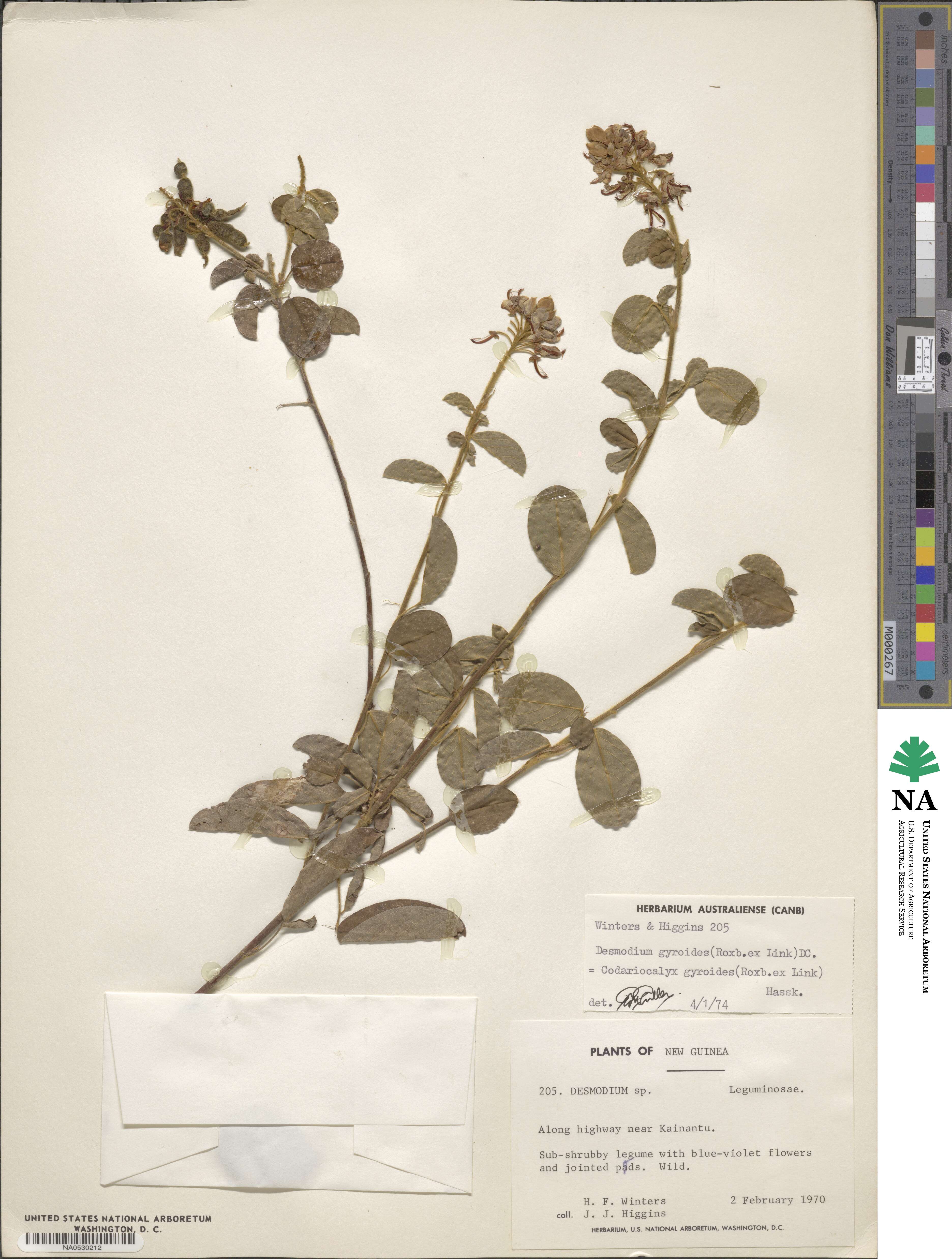Desmodium gyroides image