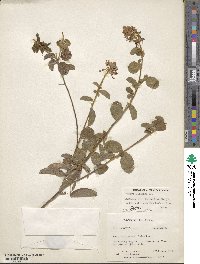 Desmodium gyroides image