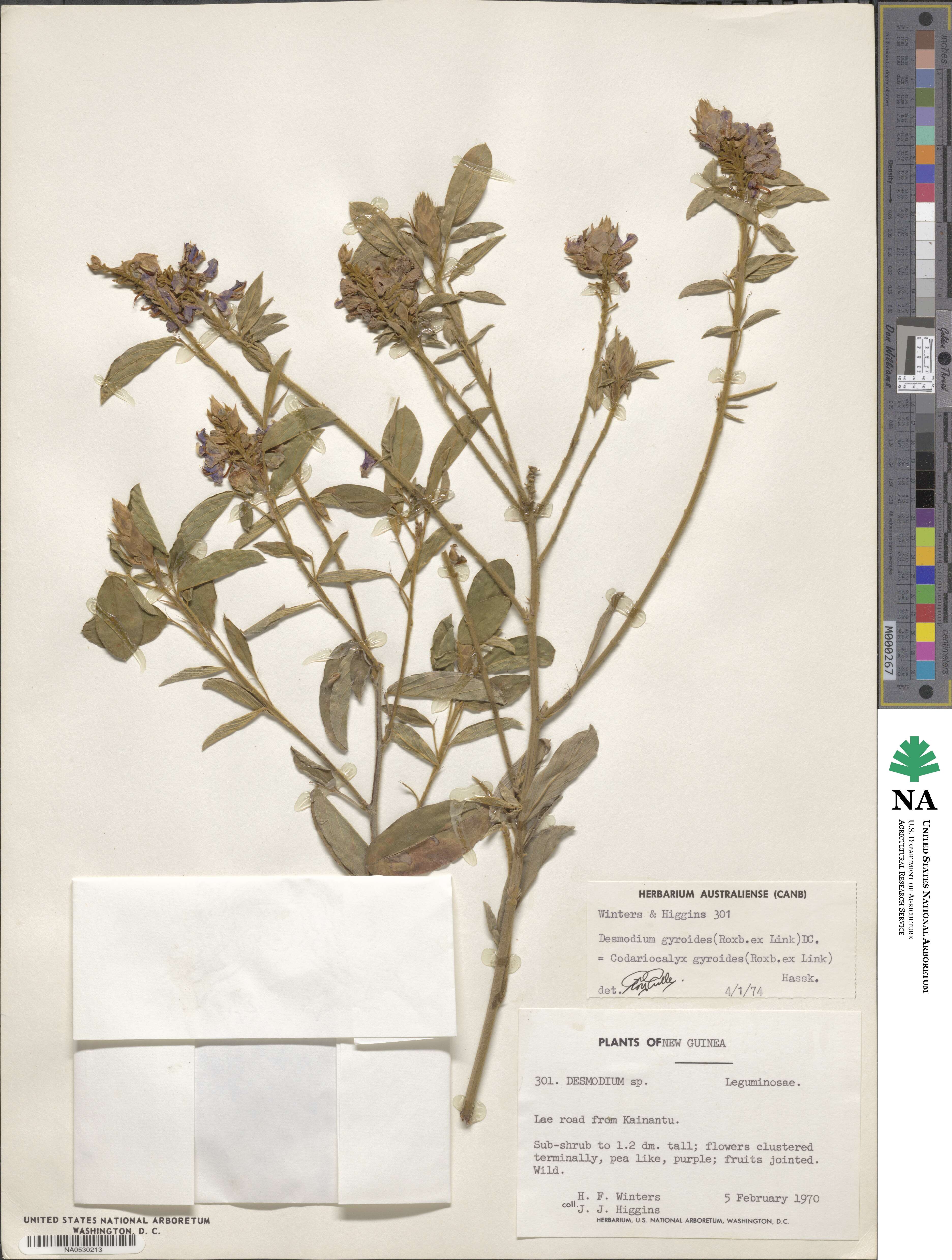 Desmodium gyroides image