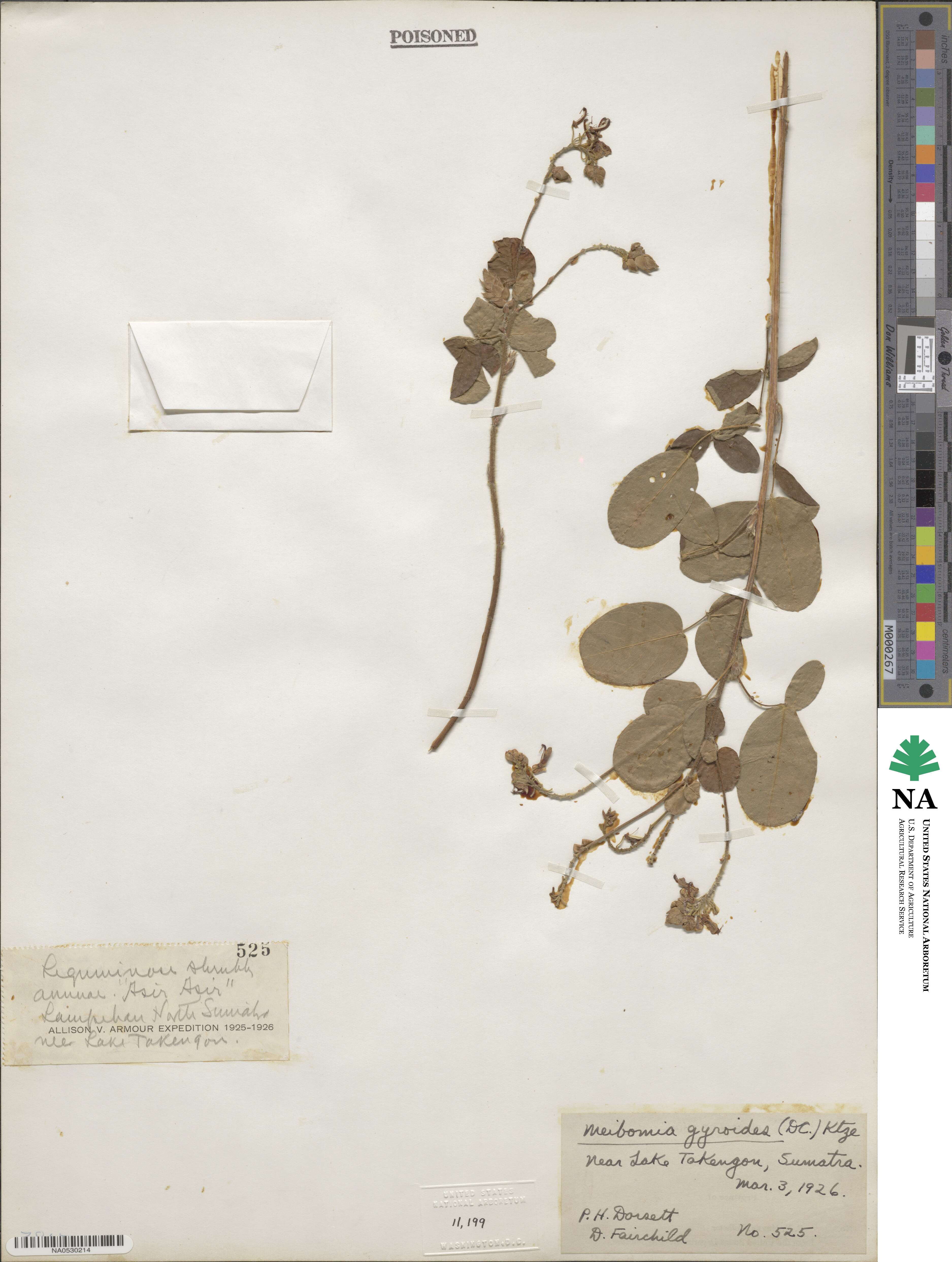 Desmodium gyroides image