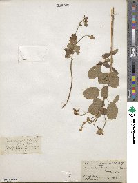 Desmodium gyroides image