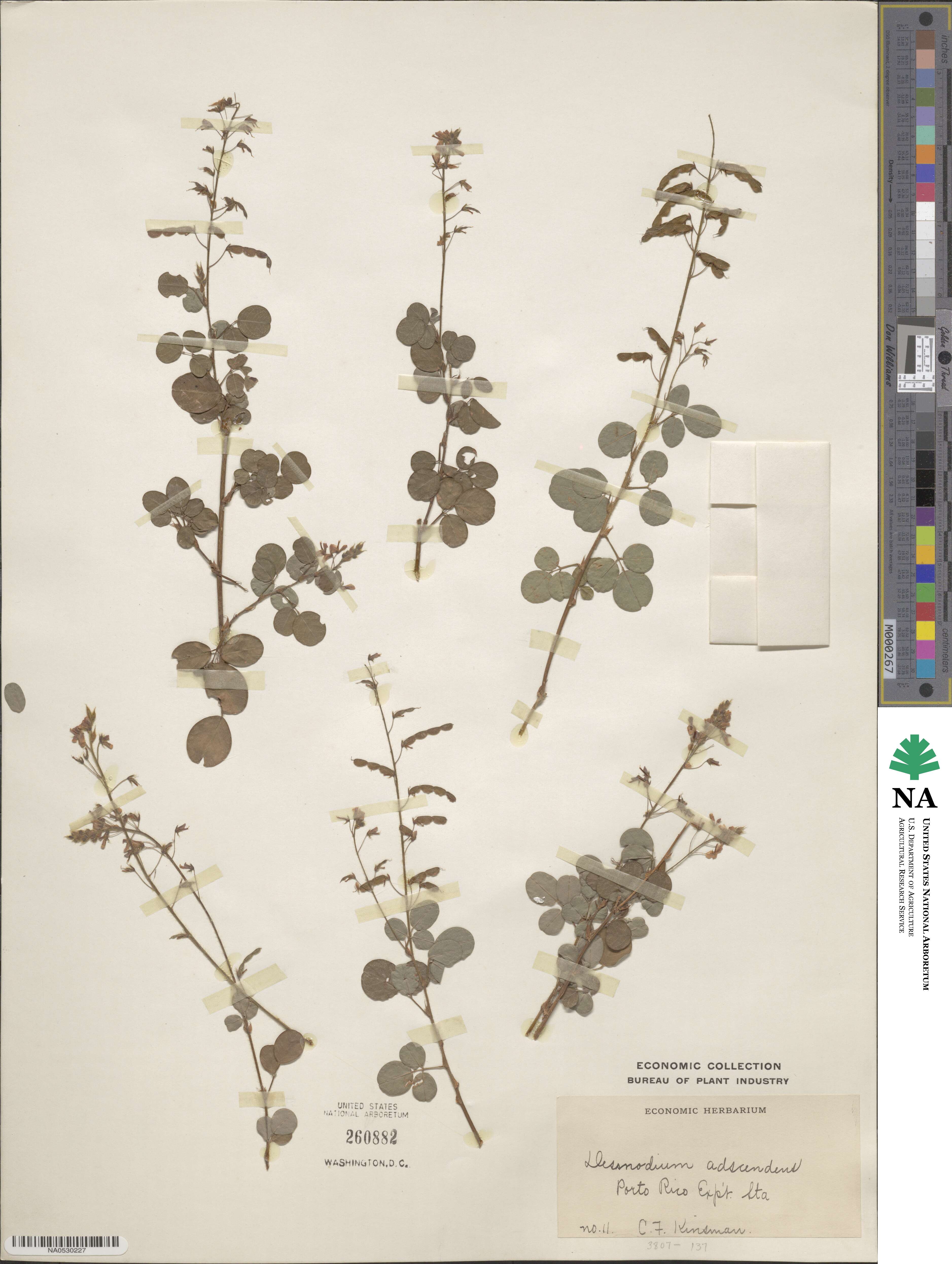 Grona adscendens image