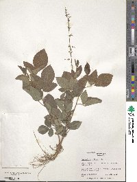 Desmodium affine image