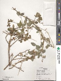 Desmodium axillare image