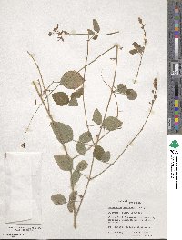 Desmodium axillare image