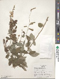 Desmodium canadense image