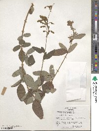 Desmodium canadense image