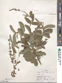 Desmodium incanum image