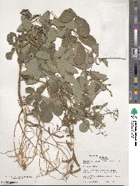 Desmodium incanum image