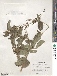 Desmodium incanum image