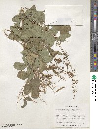 Desmodium incanum image