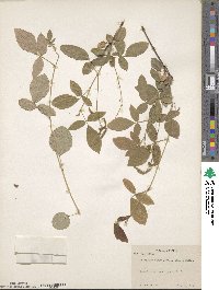 Desmodium incanum image