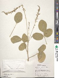 Desmodium cinerascens image