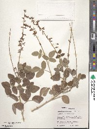 Desmodium cinerascens image