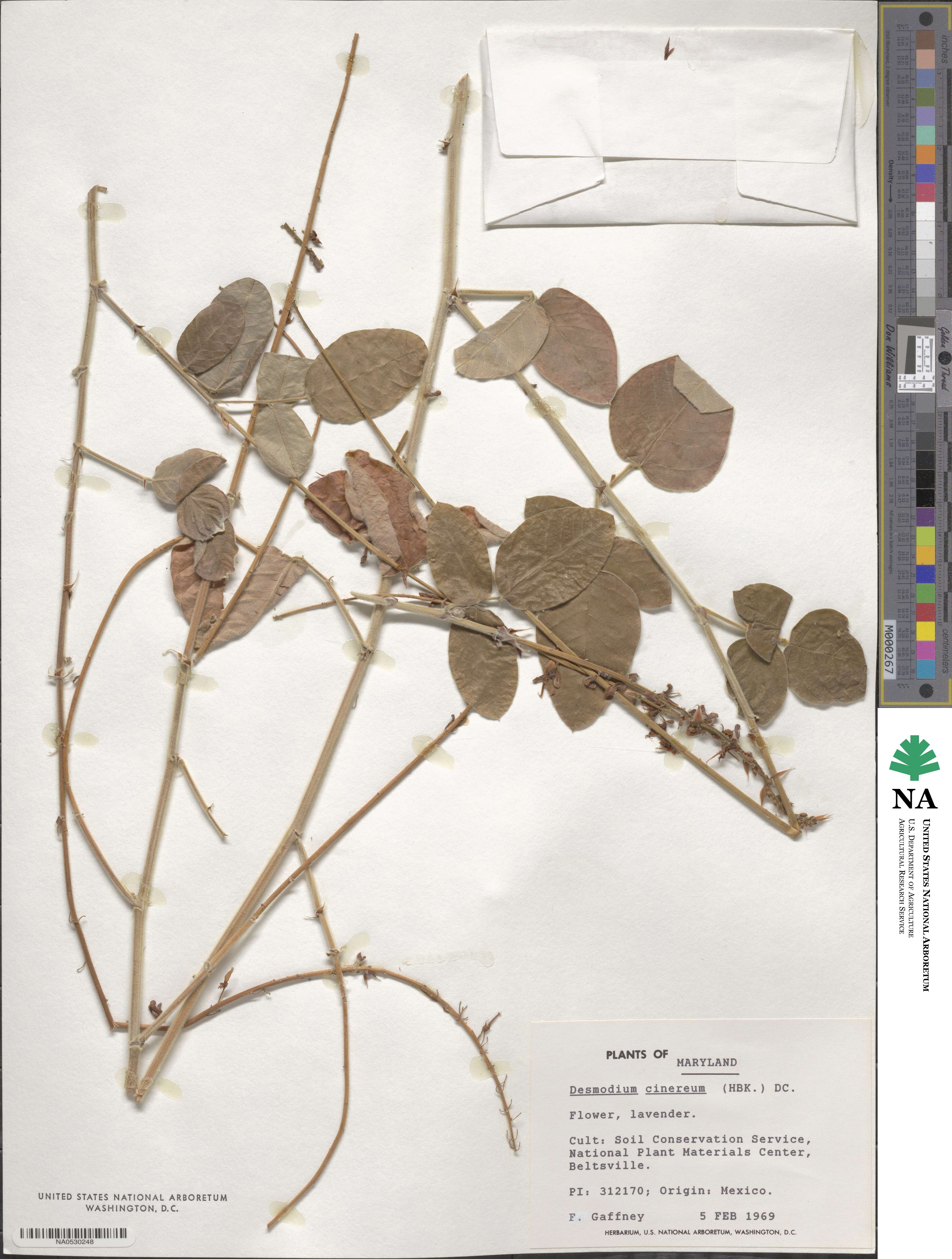 Desmodium cinerascens image