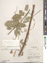 Desmodium cinerascens image