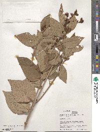 Desmodium cuspidatum image