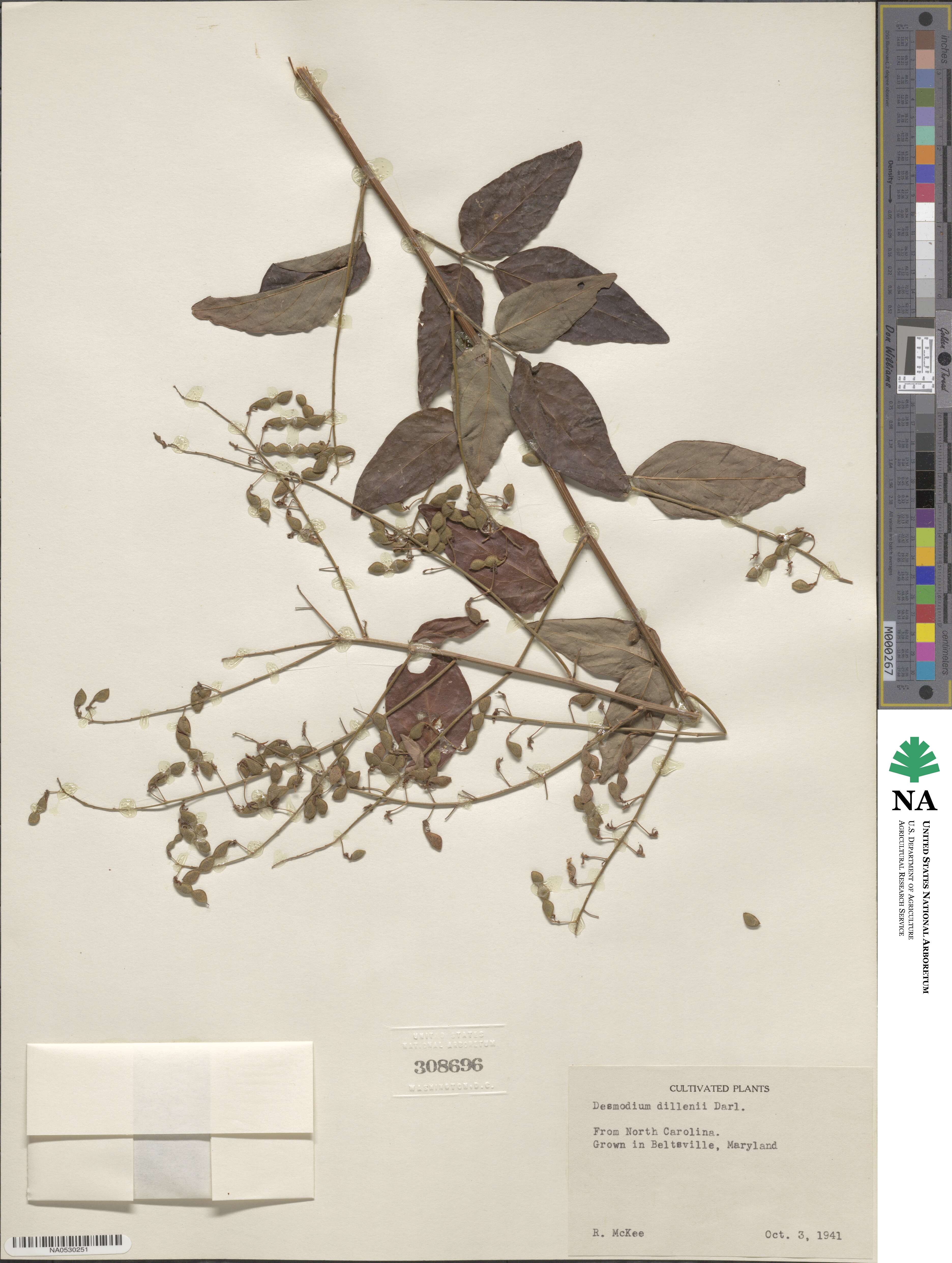 Desmodium perplexum image