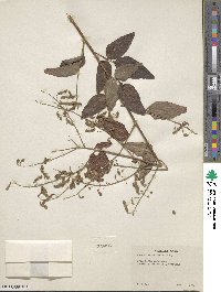 Desmodium perplexum image