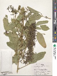 Image of Desmodium distortum