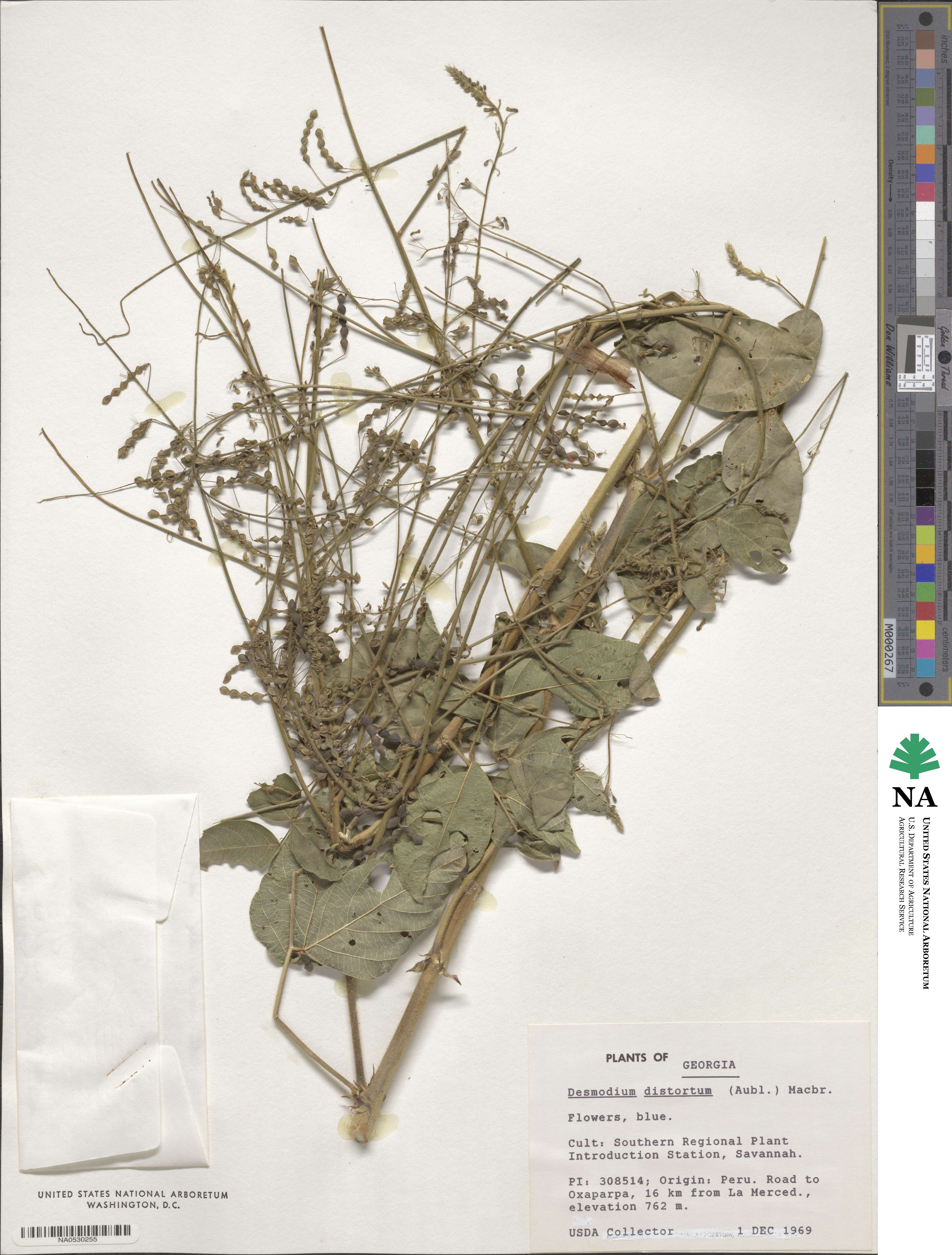 Desmodium distortum image
