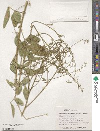 Desmodium distortum image