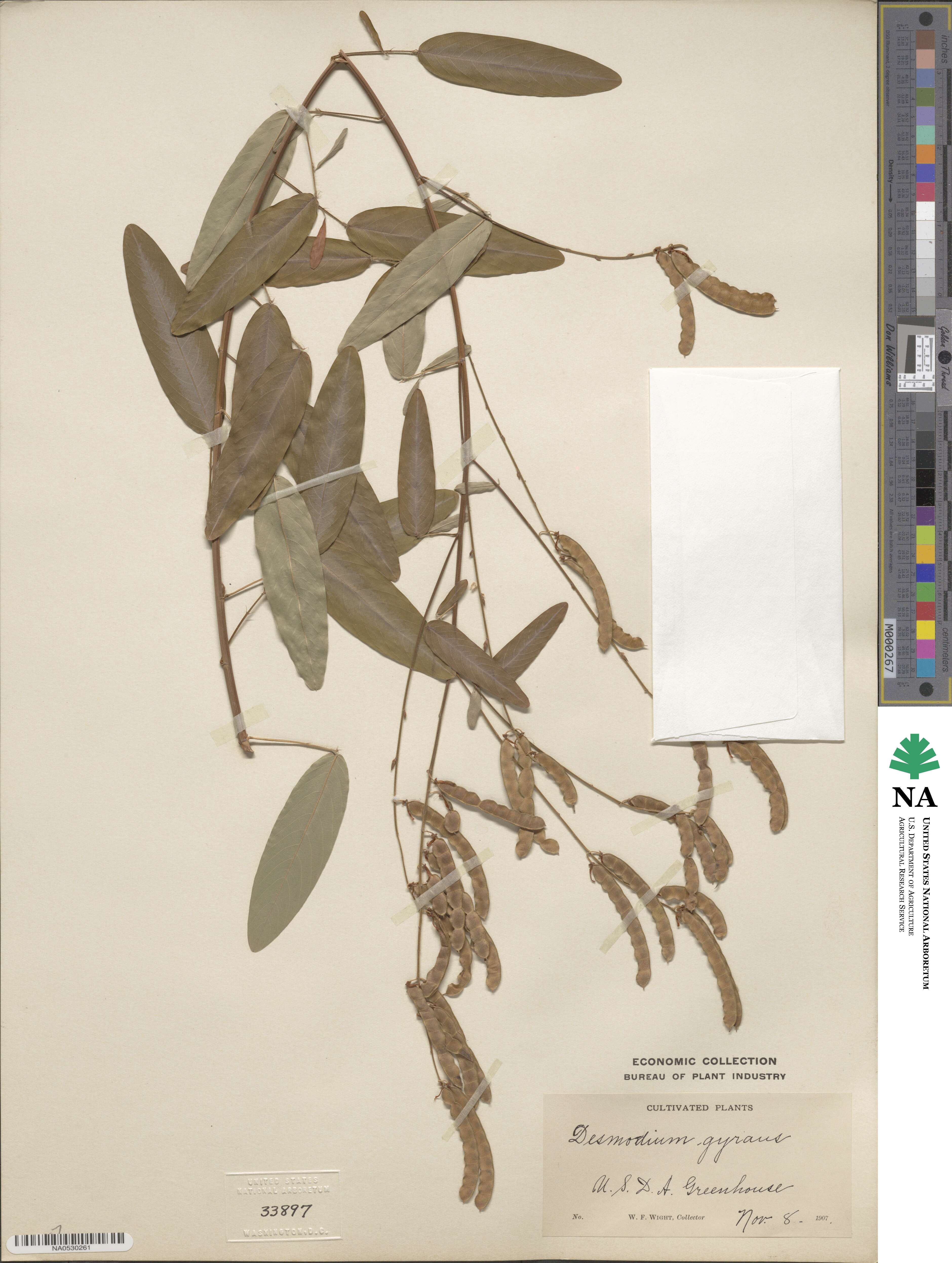 Codariocalyx image