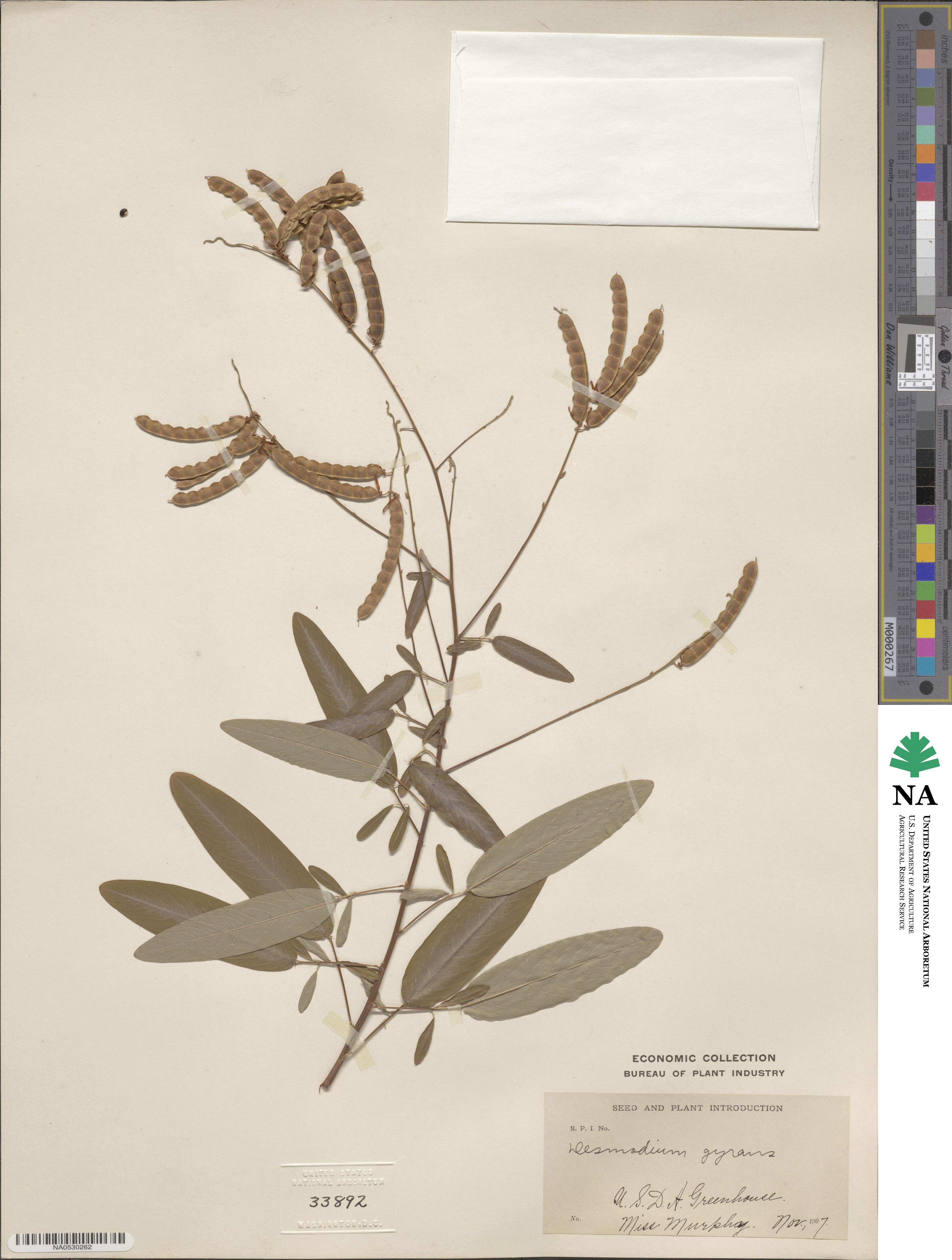Codariocalyx motorius image