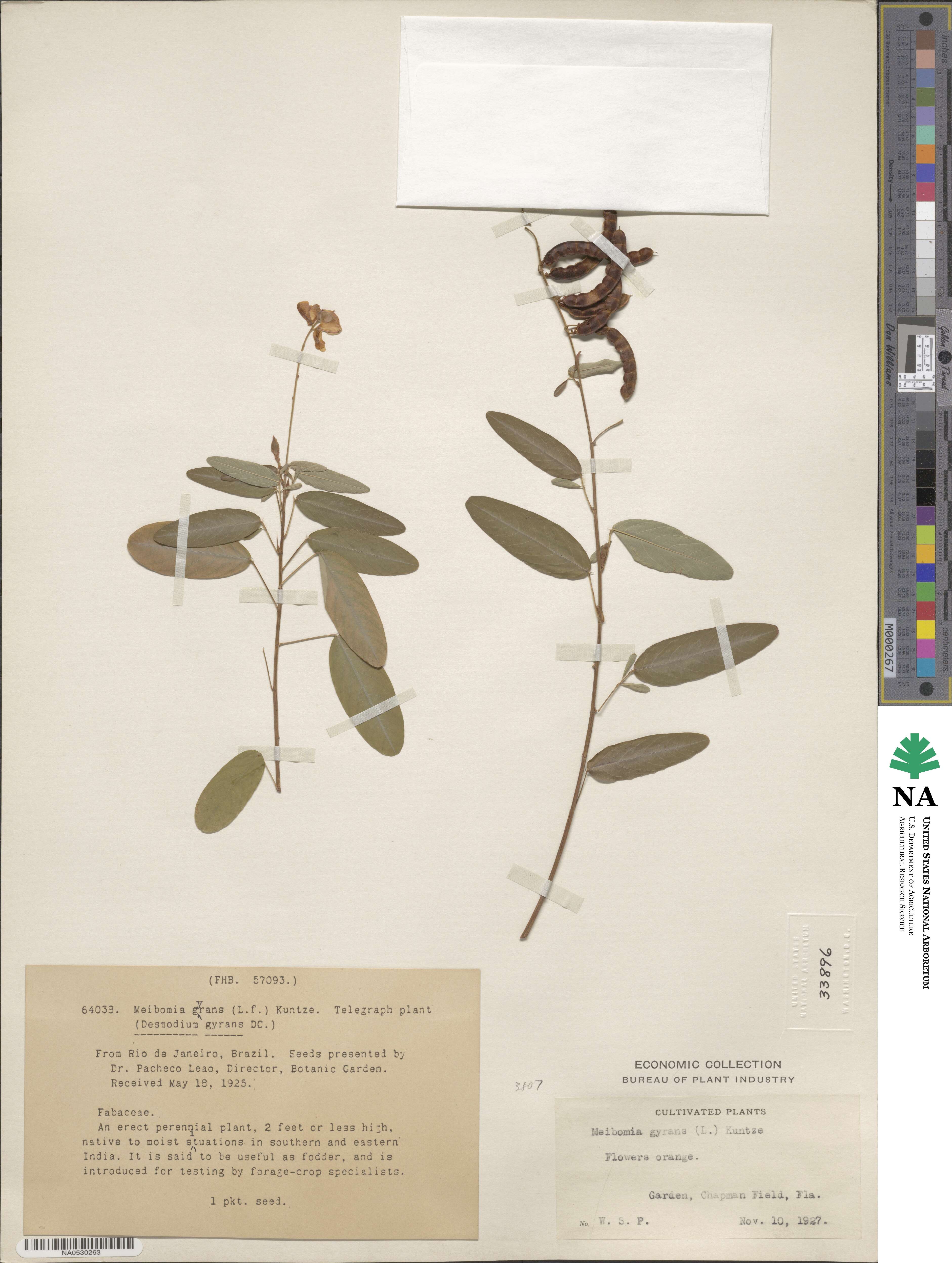 Codariocalyx motorius image