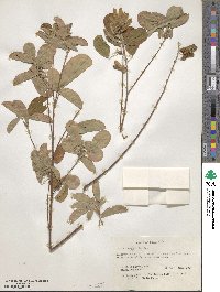 Desmodium gyroides image