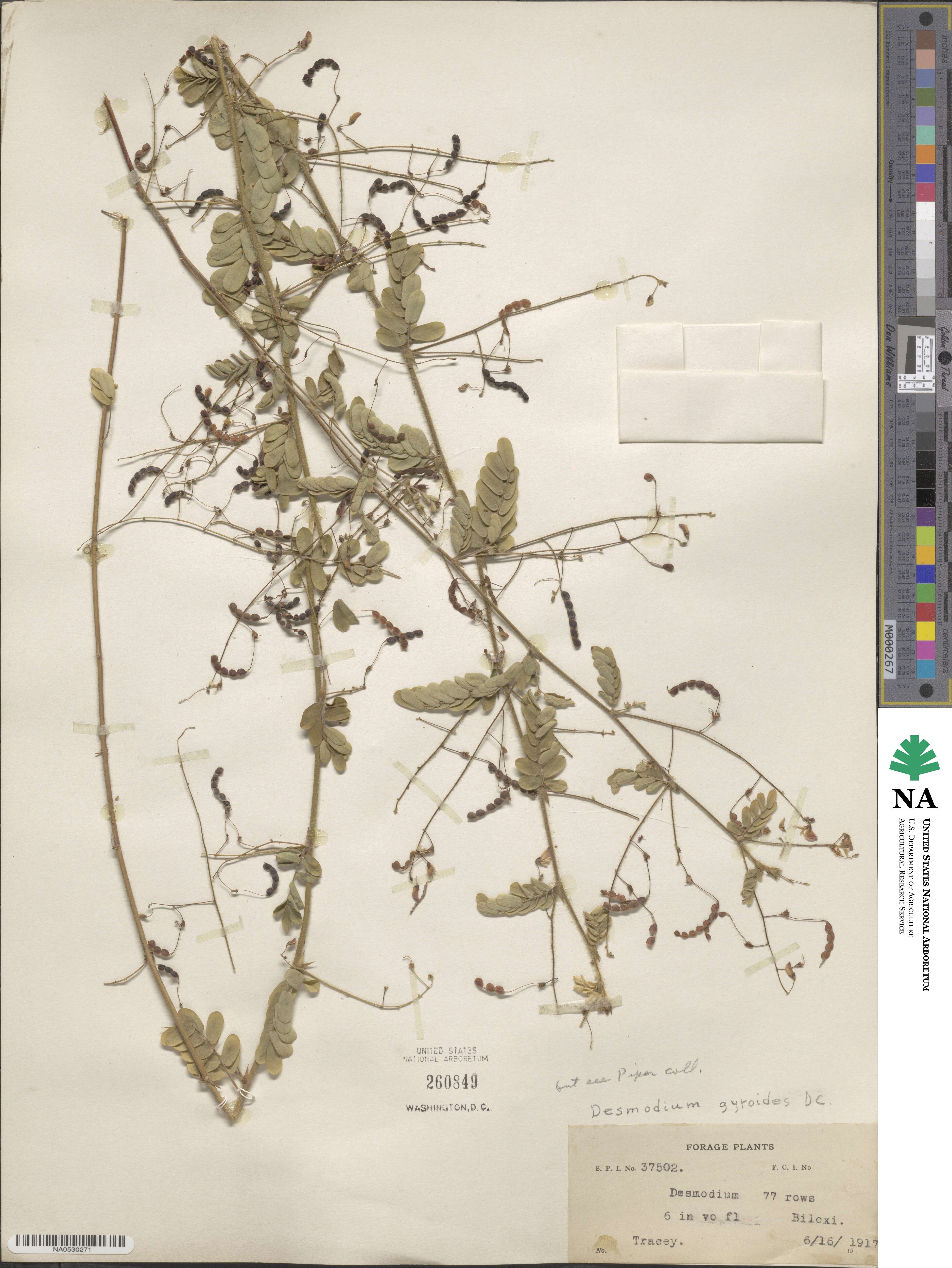 Desmodium gyroides image